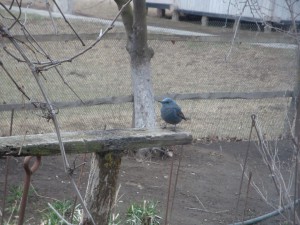 Синий каменный дрозд (Monticola solitarius)                   